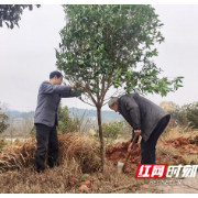 衡山：植树添新绿 生态添“颜值”