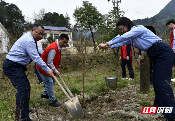 南岳税务：植树好时节 税来添新绿