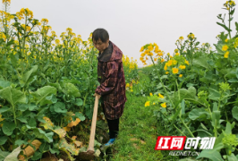 衡山:油菜初开春意浓 遍地生“金”助增收