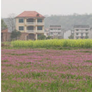 衡阳县：紫云英开花成景 美了乡村肥了田