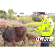 被救母牛生下小牛，村民邀民警共享喜悦