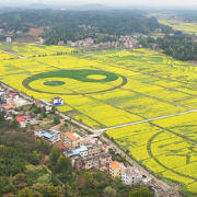 衡阳县：油菜花开 只等你来