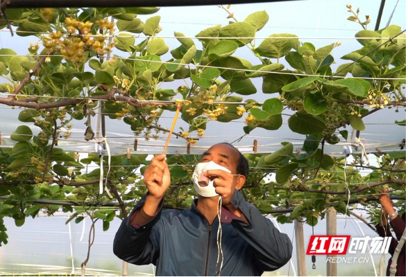 湖南祁东县：乡村振兴农民增收 猕猴桃花开授粉忙