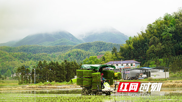 衡山县：农机做“主力” 早稻抛秧忙