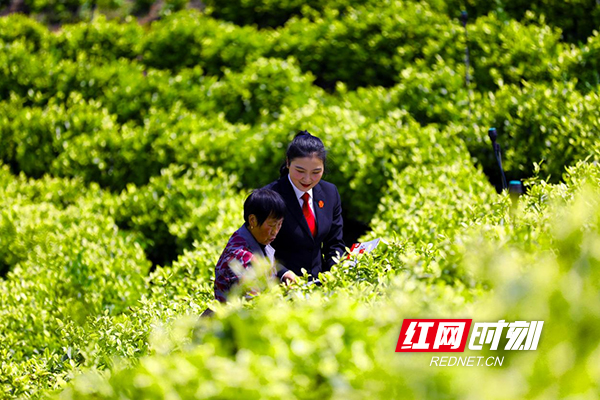 衡山县法院：送法进茶园 释放普法“新动能”