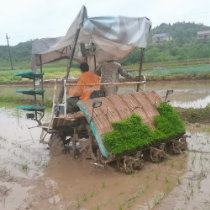 石鼓区：机械化插秧 呈现春耕生产“新速度”