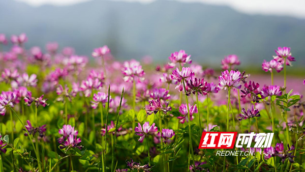 组图|衡山：艳丽紫云英 田间好风景