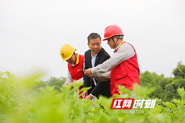 衡阳：电力赋能 “野草”变身“土黄金”