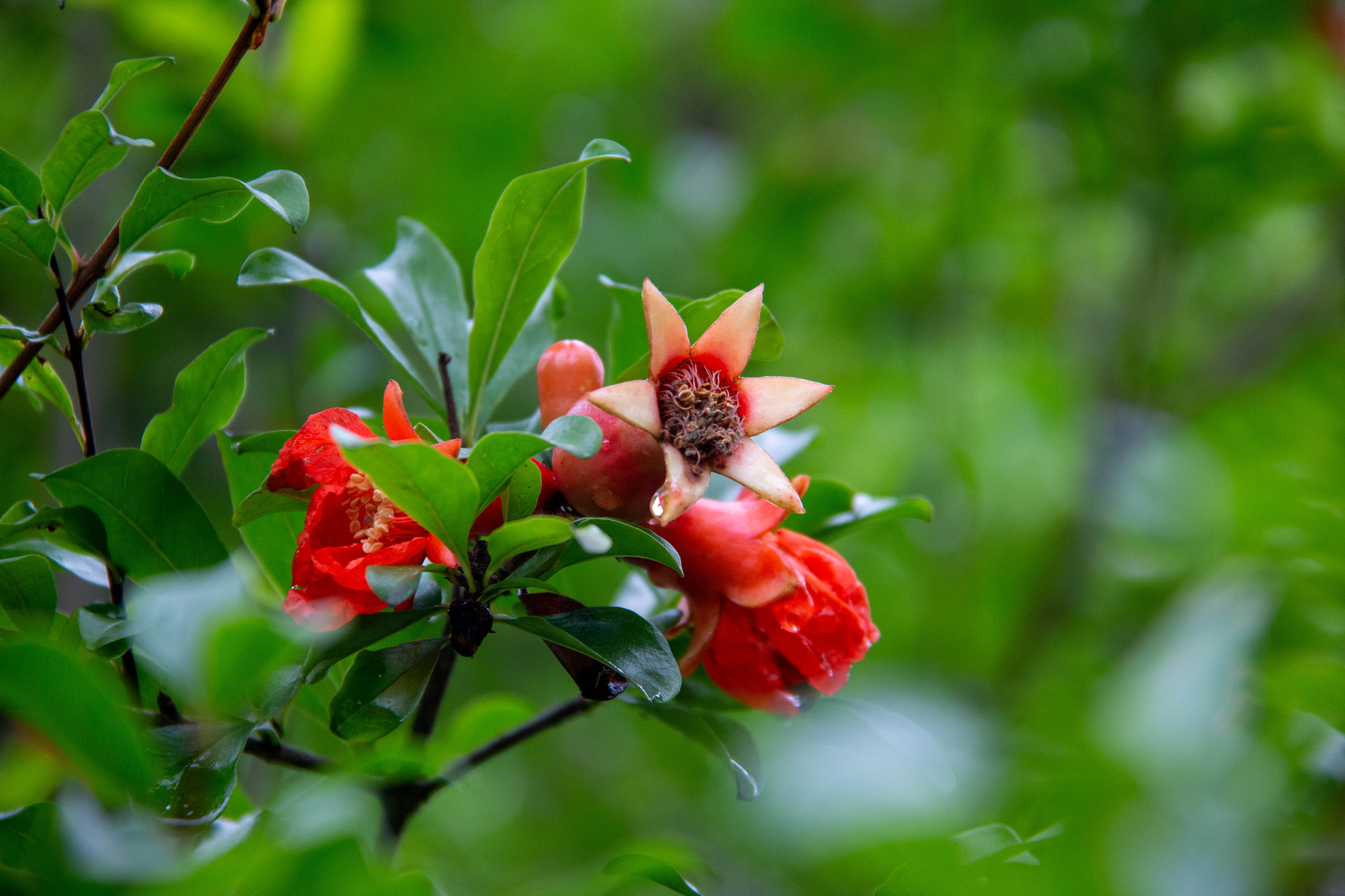 视频湖南衡阳雨后初晴石榴花开迎客来