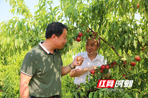 在永和乡的冬枣种植基地，基地负责人姚乐贵与衡山农商银行负责人王云峰分享丰收的喜悦.JPG