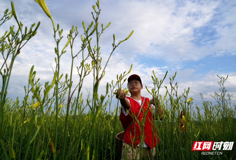 【图】衡阳祁东：志愿服务助力黄花菜摘收