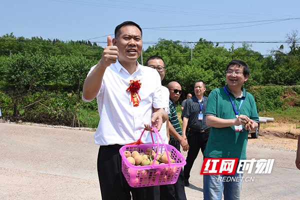 “桃”你欢心！衡山首届红脆桃采摘季活动正式启动