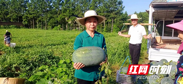 乡村振兴 | 衡山县永清村：丰收啦！“吃瓜群众”来啦！