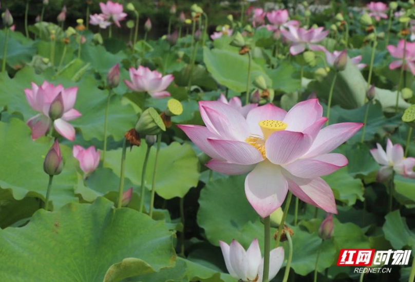 衡南县硫市镇：莲花催开“致富花” 产业特色促振兴