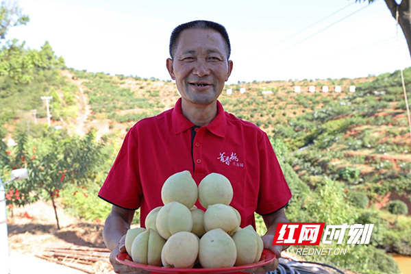 衡山：菁香桃成熟 “桃”你欢心