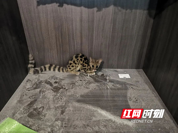 “萌哒”小灵猫出没，常宁首次发现
