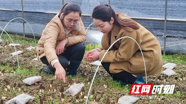 衡阳县：科技特派员让羊肚菌成了“致富伞”