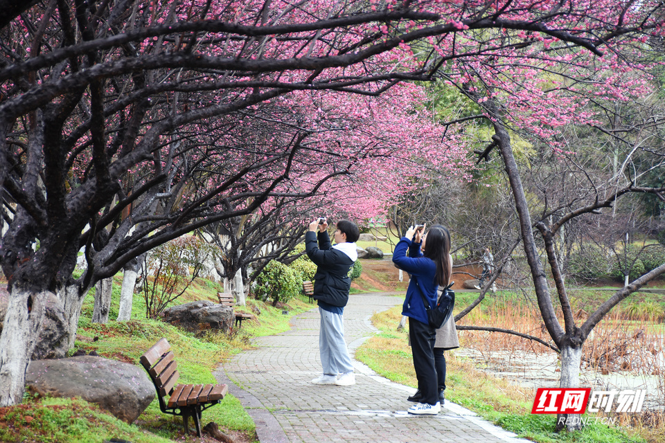 衡阳：春雨润梅花 “梅”景醉游人