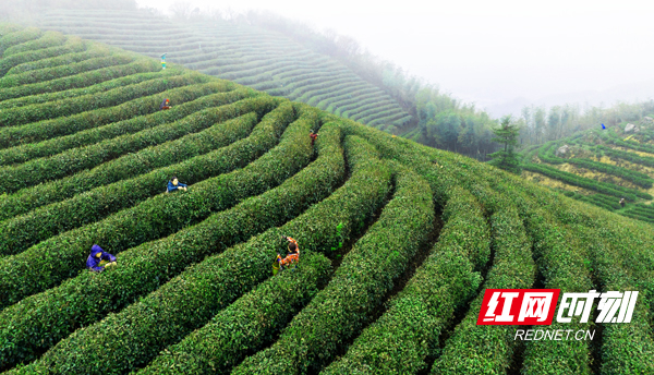 湖南南岳：首批春茶采摘忙