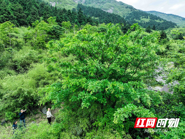 国际生物多样性日|湖南南岳：全球仅存的9株野生绒毛皂荚进入盛花期