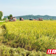 稻谷黄 瓜果香 衡南农业好气象