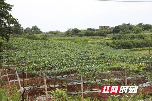 乡村振兴丨衡南：“小瓜蒌”托起乡村振兴“大梦想”