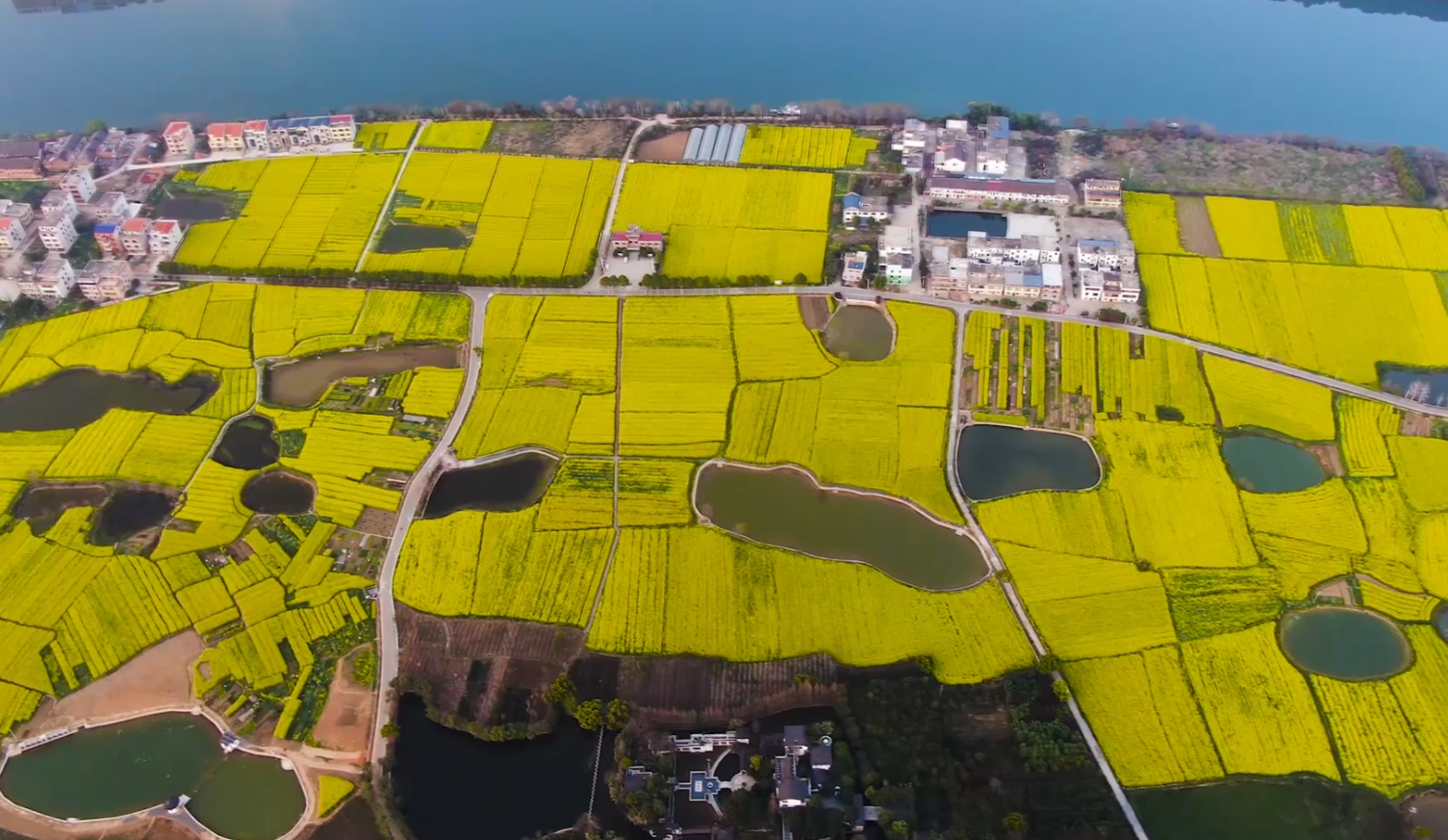 在春天与梦幻花海撞个满怀 湖南耒阳50万亩油菜花绽放在三边三上