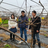 湖南蒸湘：三级专家来“把脉”田间地头春耕忙