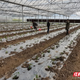 湖南衡阳：智慧农业助力春耕 轻松种田成为可能