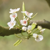 视频 | 衡阳：梨花开出幸福花 乡村新风入画来