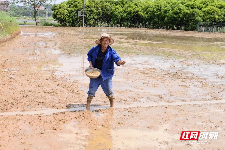 雨母山镇幸福村农民播撒谷种。