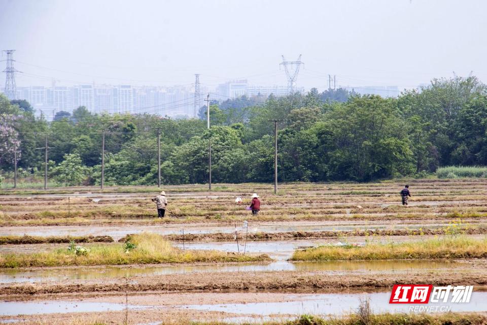 雨母山镇幸福村农民正在整理秧田。