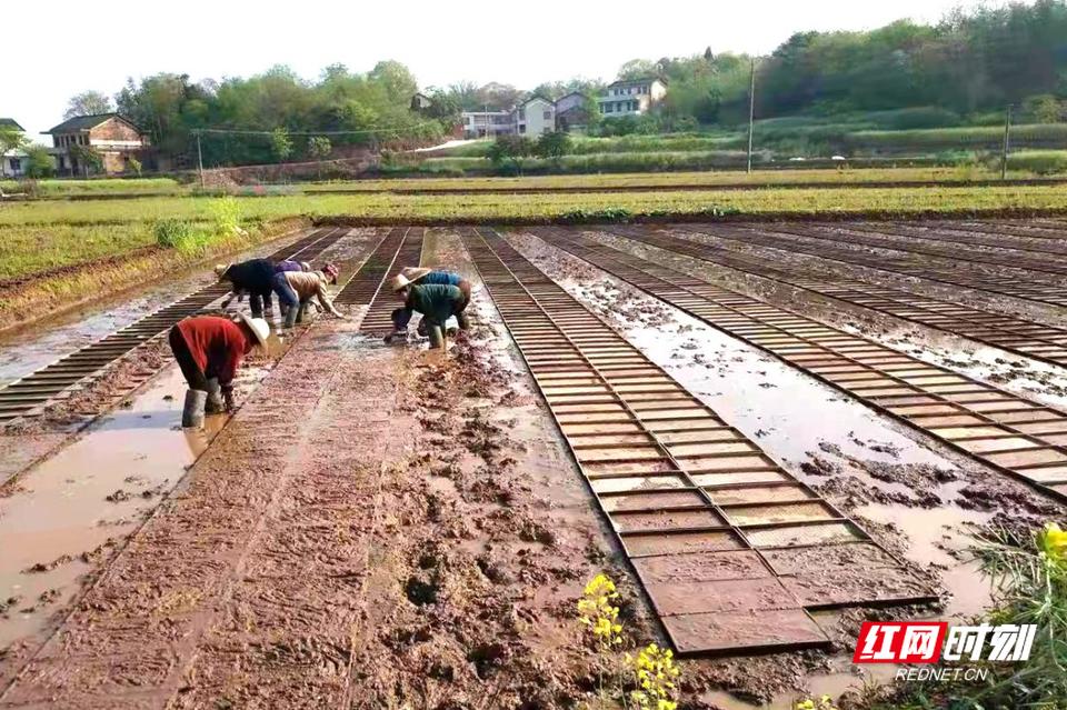 雨母山镇临江村集中育秧田。