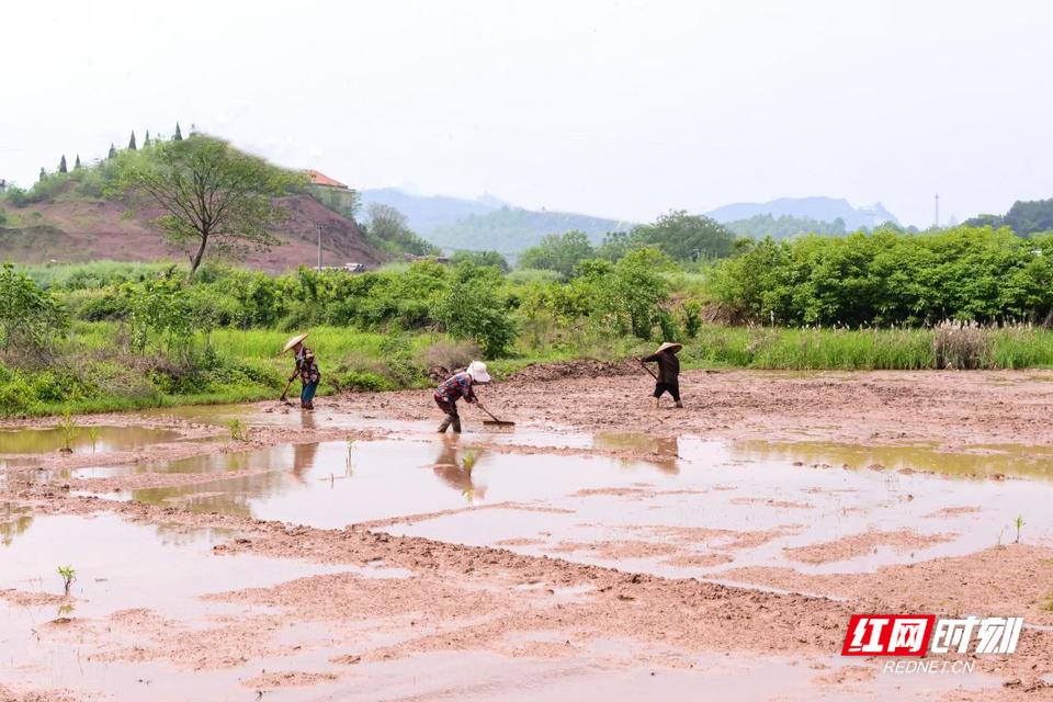 雨母山镇幸福村村民整理秧田。