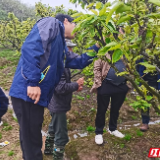 蒸湘区：疫情期间“不断档” 农技服务“不打烊”