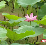 组图丨衡阳蒸湘区：十里荷塘 花开半夏
