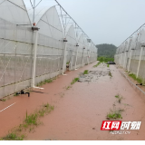 衡阳蒸湘区：防汛抗灾保障农业生产安全