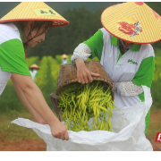 邮储银行农担贷款“贷动”祁东黄花菜特色产业发展