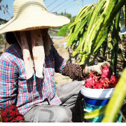 乡村振兴｜珠晖区：火龙果熟了 种植户笑了 小日子甜了