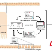 南华大学公共卫生学院杨飞教授团队发现藻毒素肠道毒性作用机制