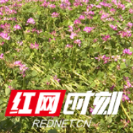 湖南衡南：千亩连片紫云英盛开 扮美乡村“新图景”