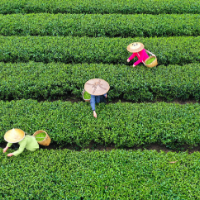 【图】湖南常宁：春日里 采下这一片明前茶