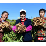 衡阳第8个！“常宁无渣生姜”获国家“金字招牌”