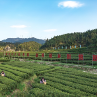 海报|茶之塔，叶之山