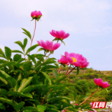 组图｜常宁：芍药花开 沁染乡村