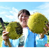 乡村振兴｜常宁市巷坪村：油葵喜丰收 致富好宝典