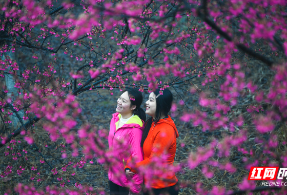 组图｜湖南常宁：雨后樱花 别有春意