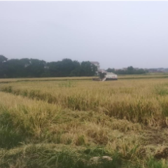 衡阳蒸湘区：早稻喜开镰 “铁牛”忙得欢