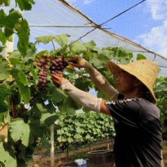 衡阳蒸湘区：盛夏水果丰收忙 乡村振兴产业旺