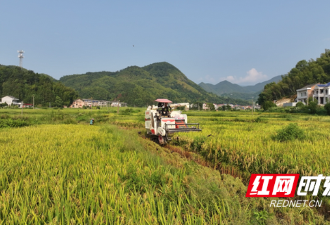 衡山县两万余亩再生稻迎头茬丰收